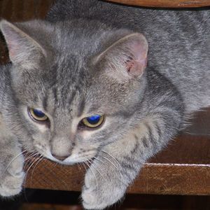 Meet your Posher, Tipper